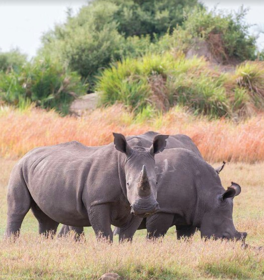Saly Reserve de Banja-1